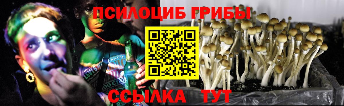 Галлюциногенные грибы Psilocybine cubensis Киреевск